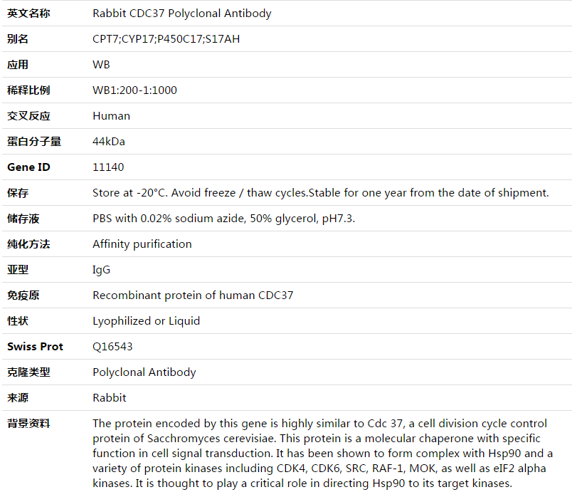 CDC37 Antibody,索莱宝,K003510P-30ul