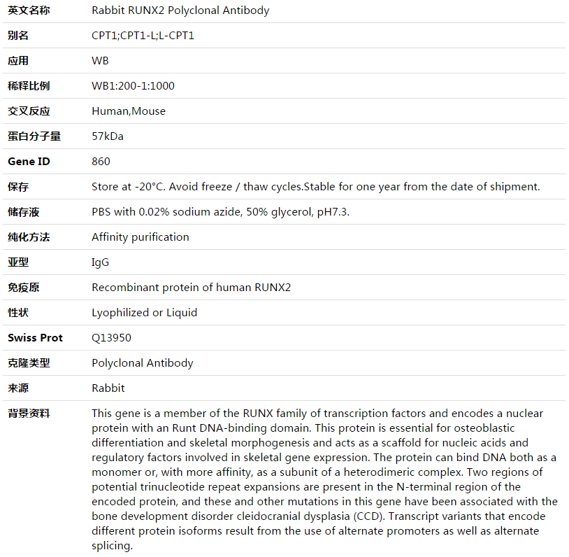 RUNX2 Antibody,索莱宝,K003506P-50ul