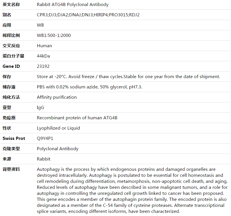 ATG4B Antibody,索莱宝,K003502P-100ul