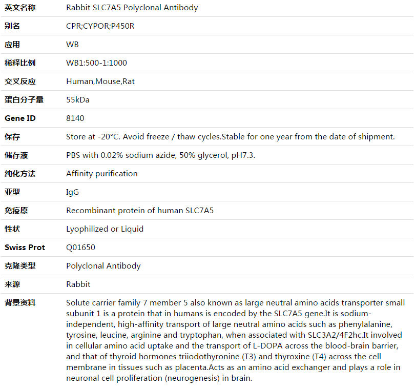 SLC7A5 Antibody,索莱宝,K003500P-50ul