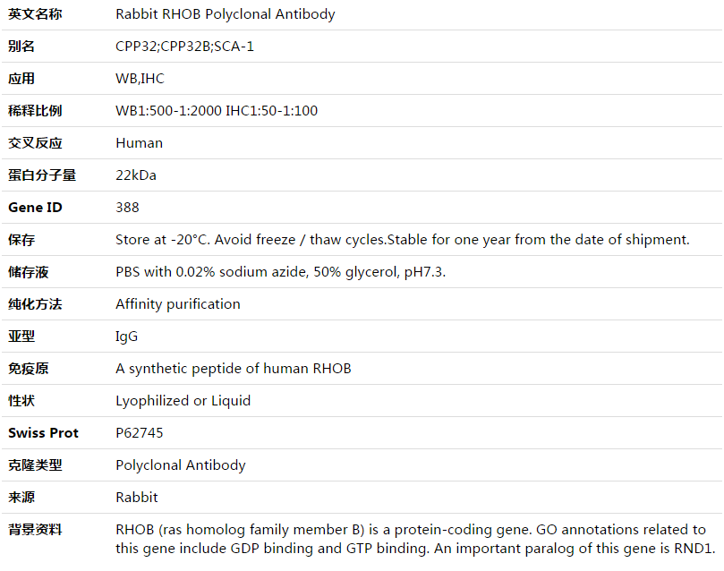 RHOB Antibody,索莱宝,K003498P-50ul