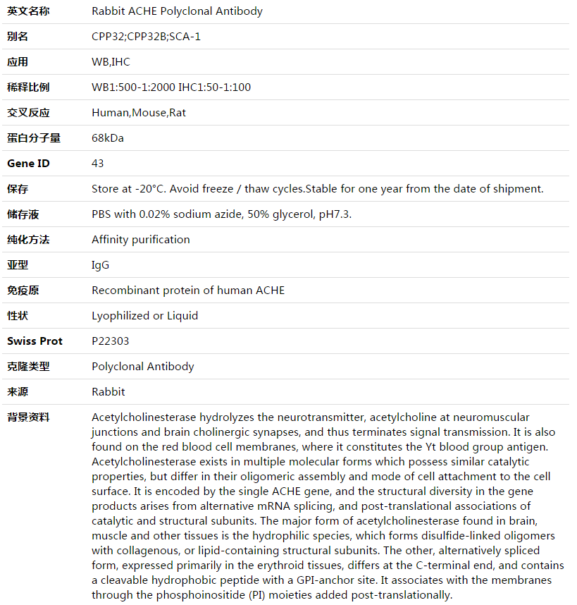 ACHE Antibody,索莱宝,K003494P-50ul