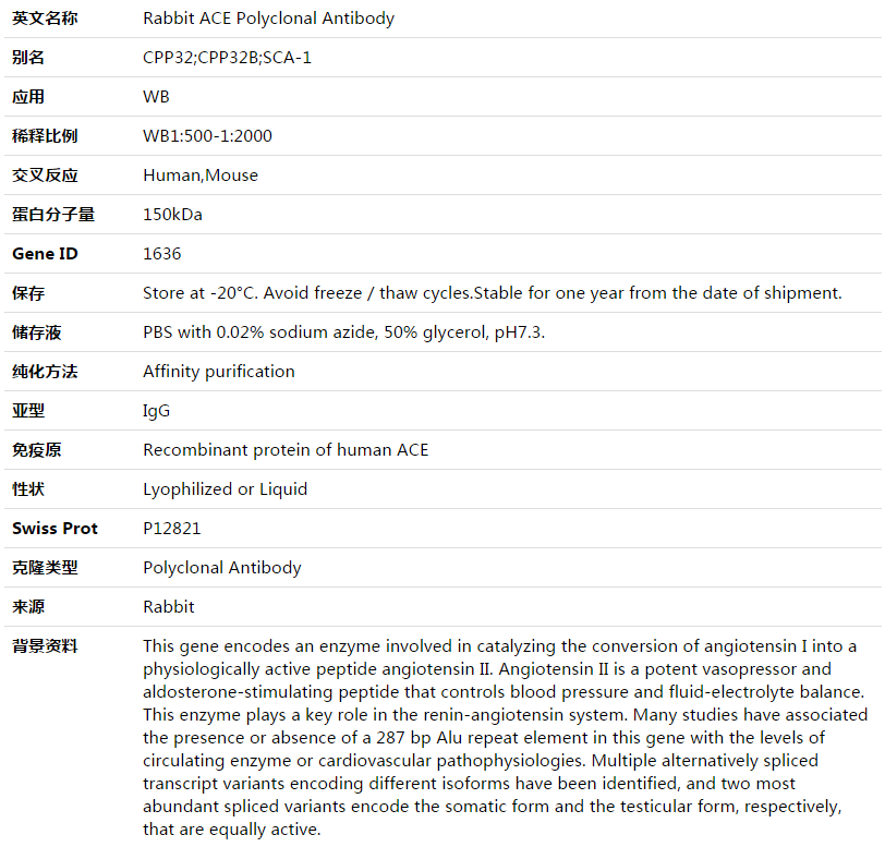 ACE Antibody,索莱宝,K003493P-100ul