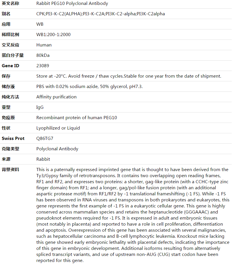 PEG10 Antibody,索莱宝,K003486P-100ul