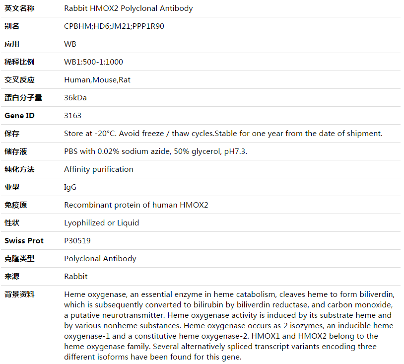 HMOX2 Antibody,索莱宝,K003475P-50ul