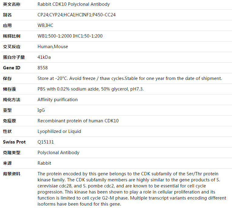 CDK10 Antibody,索莱宝,K003462P-100ul