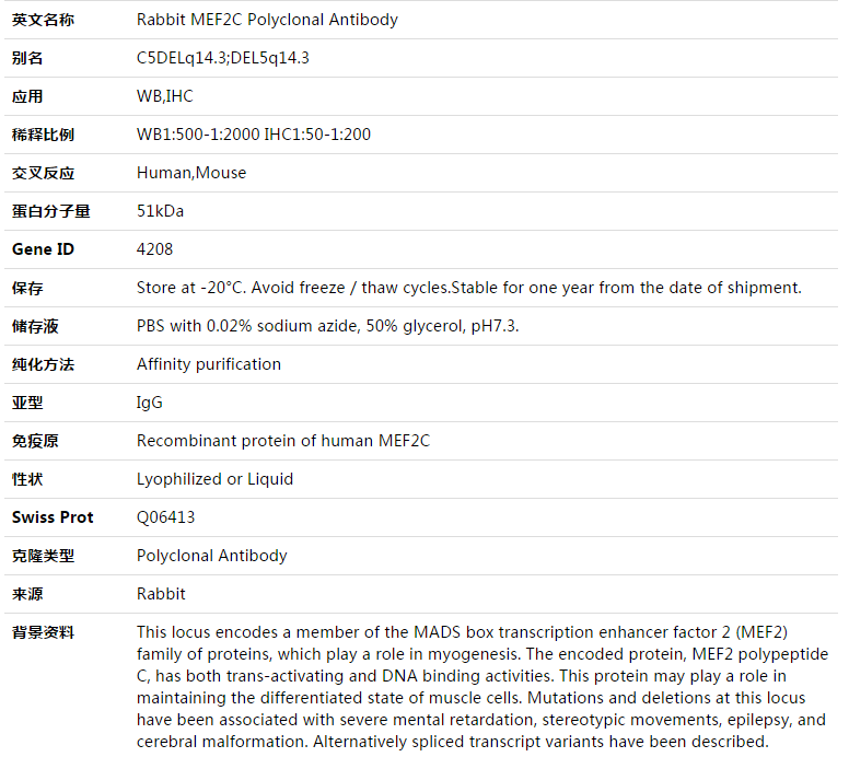 MEF2C Antibody,索莱宝,K003439P-50ul