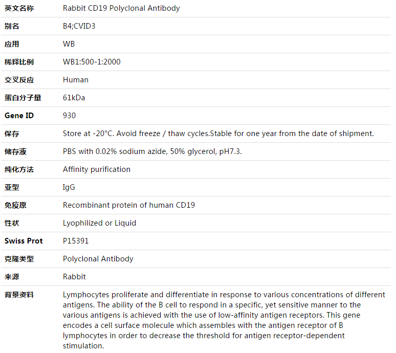 CD19 Antibody,索莱宝,K003431P-30ul