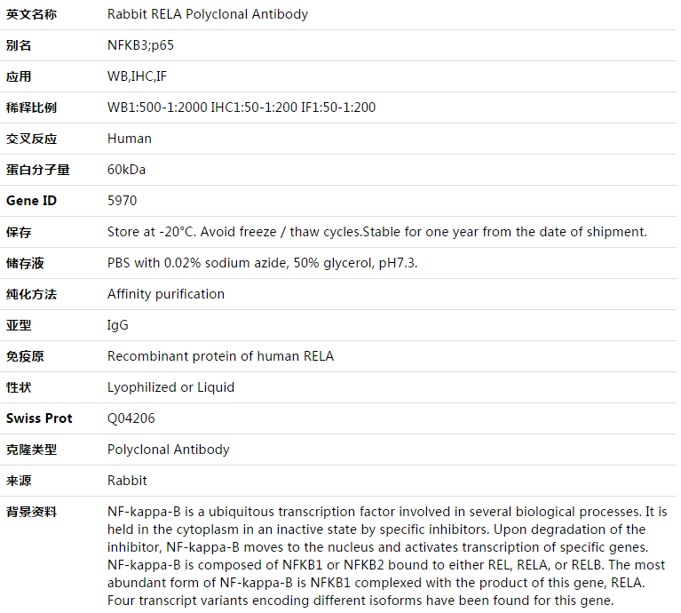 RELA Antibody,索莱宝,K003407P-50ul