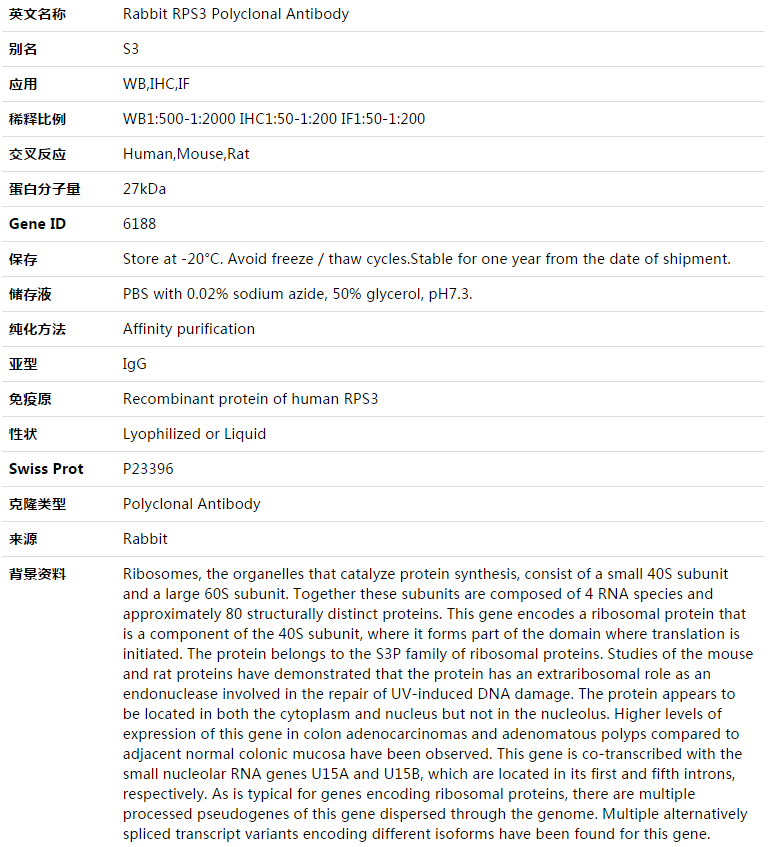 RPS3 Antibody,索莱宝,K003397P-100ul