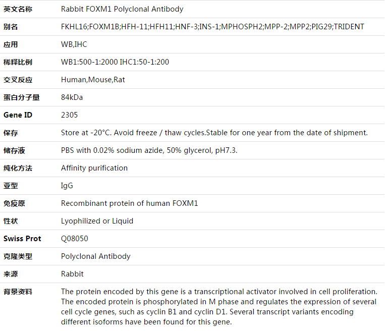 FOXM1 Antibody,索莱宝,K003363P-30ul