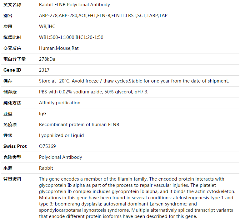FLNB Antibody,索莱宝,K003356P-100ul