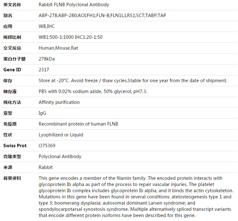 FLNB Antibody,索莱宝,K003356P-50ul