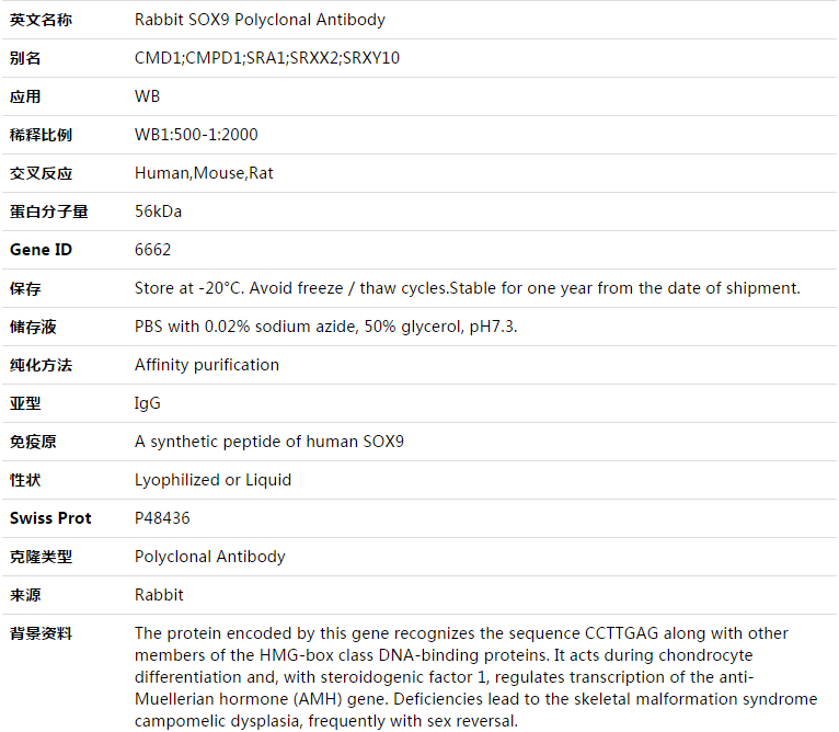 SOX9 Antibody,索莱宝,K003355P-100ul
