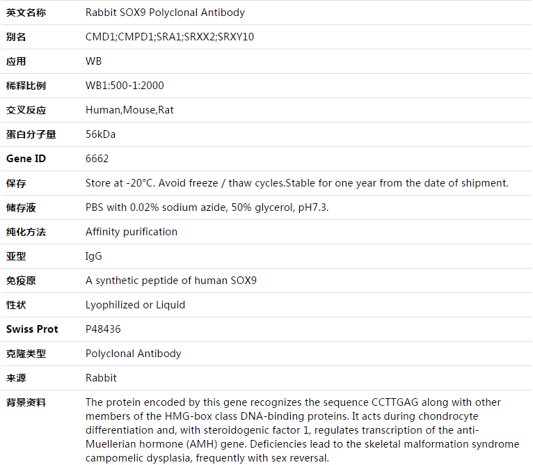 SOX9 Antibody,索莱宝,K003355P-30ul