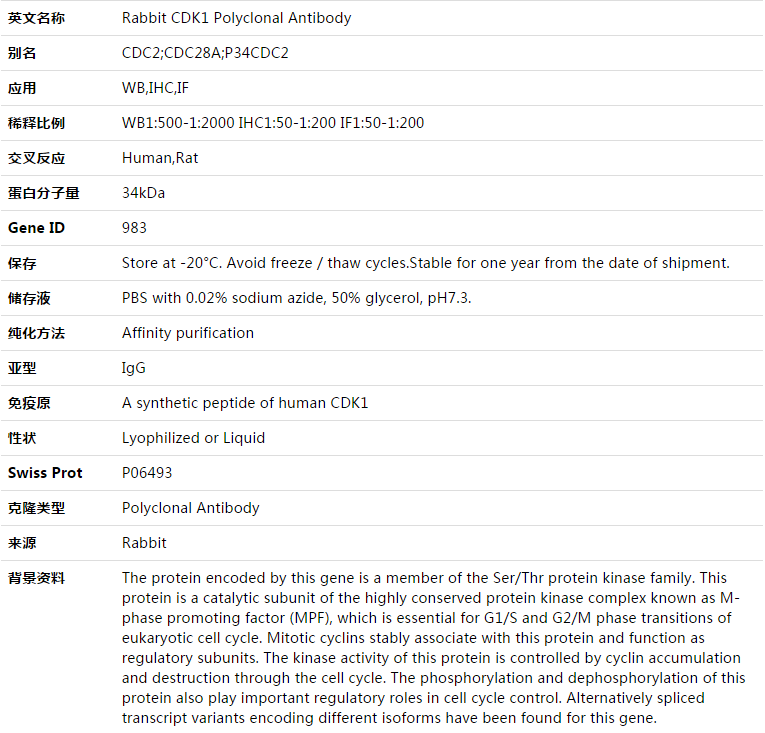 CDK1 Antibody,索莱宝,K003350P-100ul