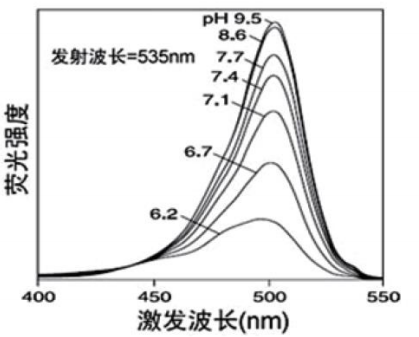 BCECF, AM ester（pH荧光探针）       货号： BN13006