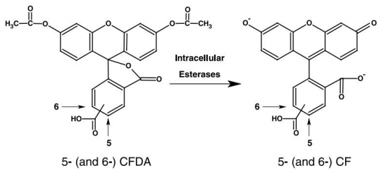 5(6)-羧基二乙酸荧光素（5(6)-CFDA）       货号： BN14037