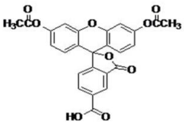 6-羧基二乙酸荧光素（6-CFDA）       货号： BN14039