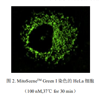 MitoSceneTM Green I       货号： BN14063