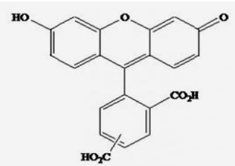 5(6)-羧基荧光素（5(6)-FAM）       货号： BN15012