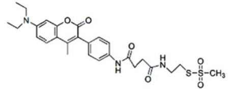 Biotin SE       货号： BN15024