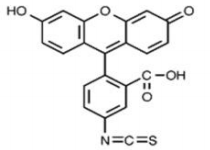 FITC (isomer I)       货号： BN15027