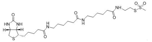 MTSEA Biotin-XX       货号： BN15037