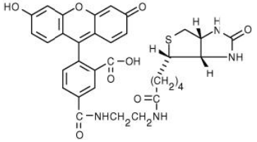 Biotin-4-fluorescein       货号： BN15041