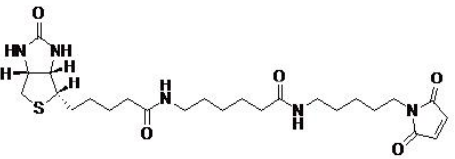 Biotin-X-C5-maleimide       货号： BN15042