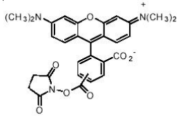 5(6)-TAMRA, SE       货号： BN15047
