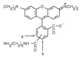 5(6)-TAMRA, cadaverine       货号： BN15048