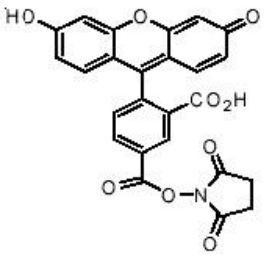 5-FAM SE       货号： BN15053