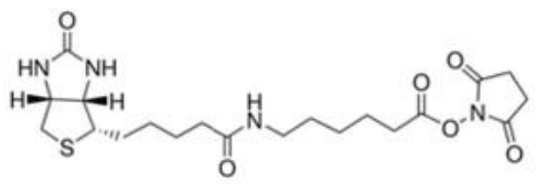 Biotin-X SE       货号： BN15064