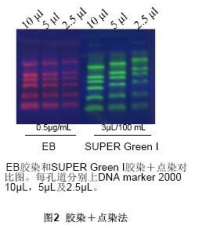 Super Green I(电泳级)       货号： BN20133